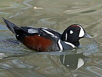 Duck, Harlequin Histrionicus histrionicus