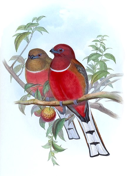 File:Harpactes erythrocephalus-GouldBirdsAsiaAAA1.jpg