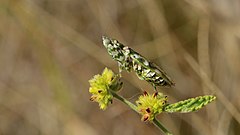 Harpagomantis tricolor 2017 05 01 6363.jpg 