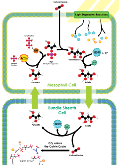 C4-plante - Wikipedia, den encyklopædi