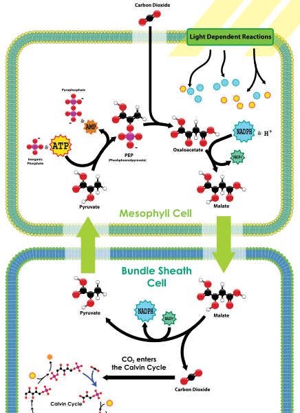 파일:HatchSlackpathway2.svg