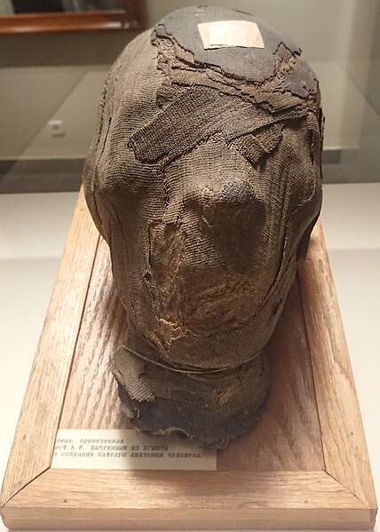 File:Head of mummy.jpg