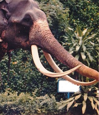 <span class="mw-page-title-main">Heiyantuduwa Raja</span> Long-lived Sri Lankan elephant