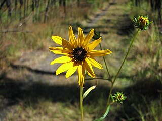 <i>Helianthus agrestis</i> Species of sunflower