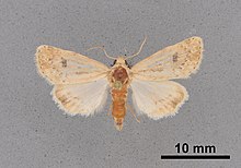 Heliocheilus conferencetissima MEM354437.jpg