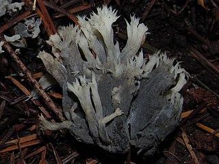 <i>Helminthosphaeria</i> Genus of fungi