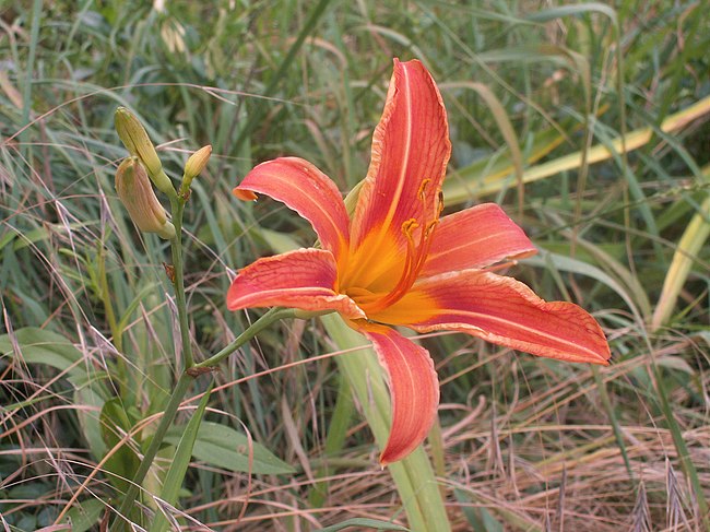 Daylily