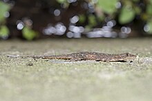 Hemidactylus stejnegeri at Zhuolan, Taiwan 2022-07-19.jpg