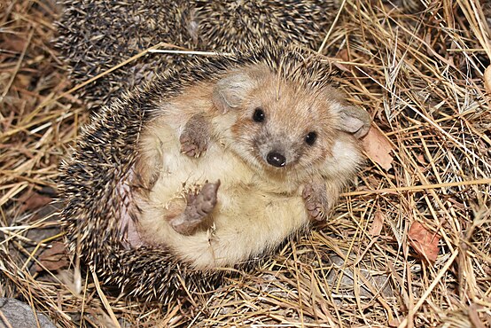 Ушастый еж фото. Еж Ушастый Hemiechinus auritus. Ушастый ёж в пустыне. Ушастый ёж в норе. Ёж обыкновенный и ёж Ушастый.