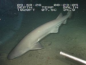 Hexanchus vitulus, image from the Gulf of Mexico