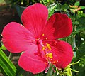 Hibiscus phoeniceus (5228027871). 
 jpg
