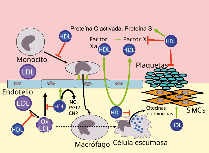 File:High-density lipoproteins-gl.svg