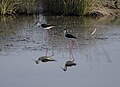 Stelzenläufer (Himantopus himantopus)