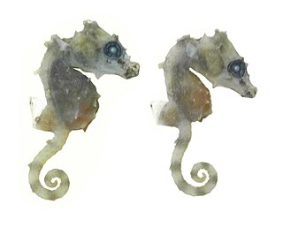 Satomis pygmy seahorse Species of fish