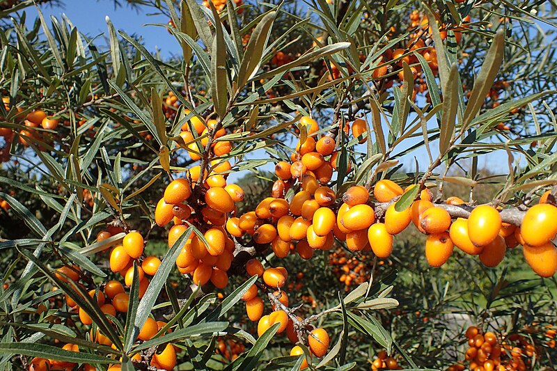 File:Hippophae rhamnoides 'Askola' kz01.jpg