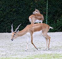 Hirschziegenantilope (Antilope cervicapra), Tierpark Hellabrunn, München