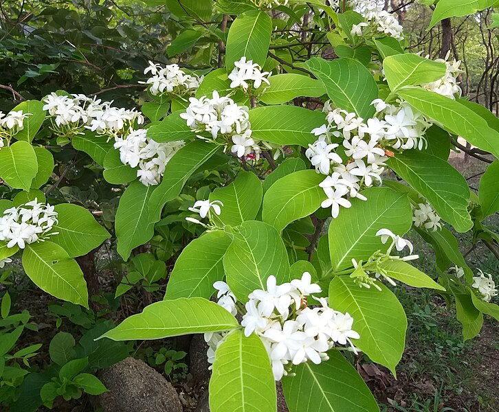 File:Holarrhena Pubescens Flowers.jpg