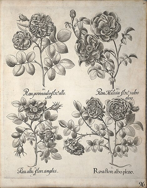 File:Hortus Eystettensis, 1640 (BHL 45339 107) - Classis Verna 96.jpg