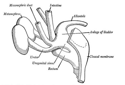 12 mm groot menselijk embryo met de gedeeltelijke onderverdeling van de cloaca in het rectum en de urogenitale sinus. Embryo 35-42 dagen oud (gerekend vanaf de bevruchting).