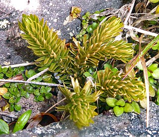 <i>Huperzia australiana</i> Species of spore-bearing plant