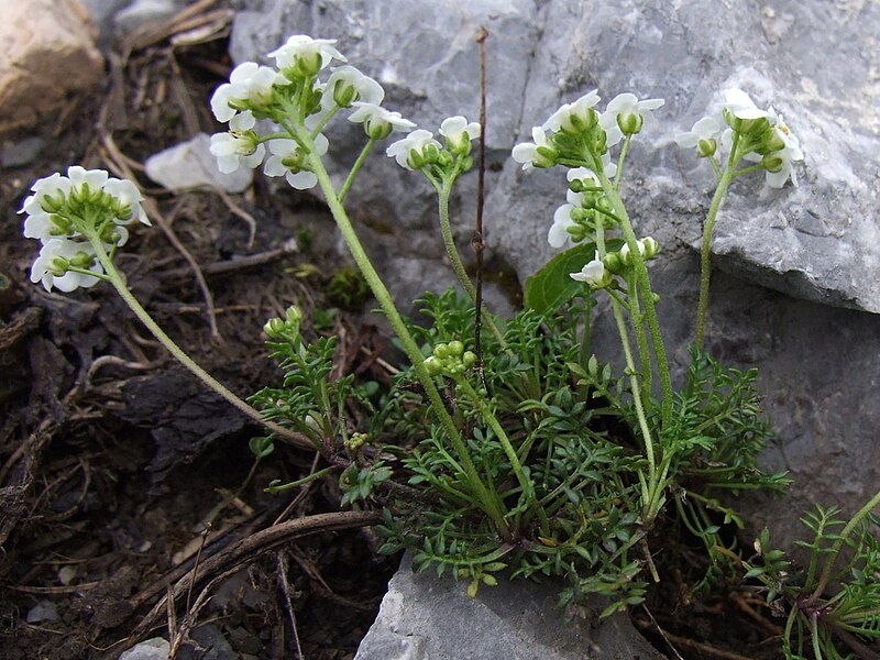 File:Hutchinsia alpina a2.jpg