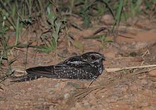 Hydropsalis forcipata (Macropsalis creagra) - Ұзақ оқытылған Nightjar (әйел) .jpg