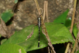 Hylaeothemis indica female