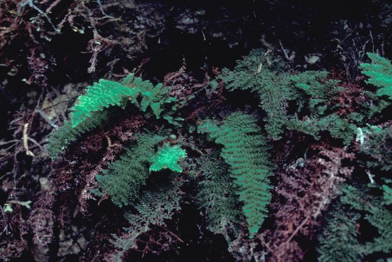 File:Hymenophyllopsidaceae plant species.jpg