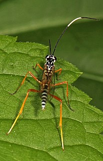 <i>Polycyrtus</i> Genus of wasps