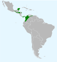 Distribución de I. chrysater