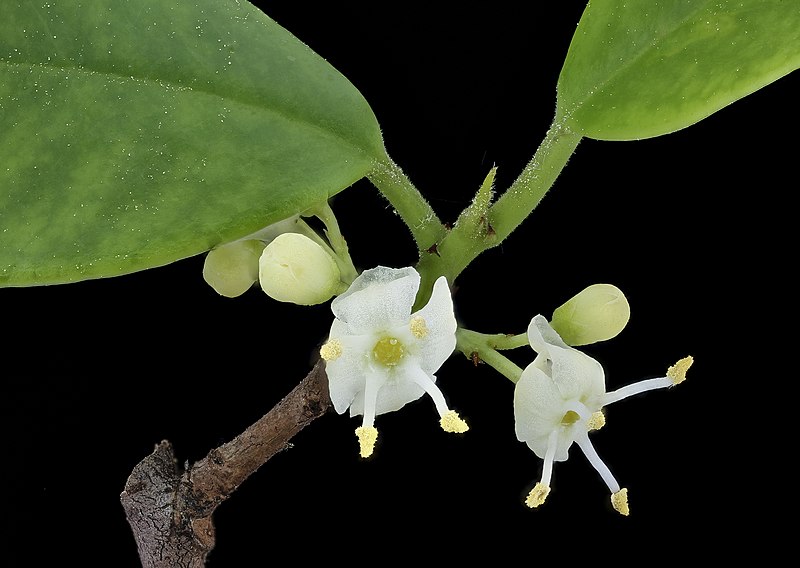 File:Ilex opaca, American Holly, staminate flowers, Howard County, Md, Helen Lowe Metzman 2019-10-23-17.07.05 ZS PMax UDR (49426959028).jpg