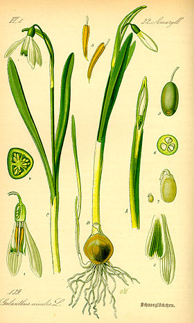 Illustration Galanthus nivalis0.jpg