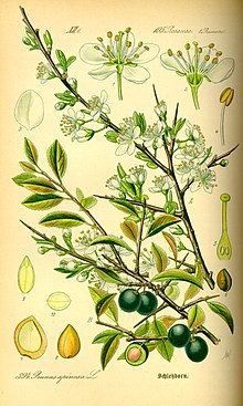 Laukapuu Prunus spinosa