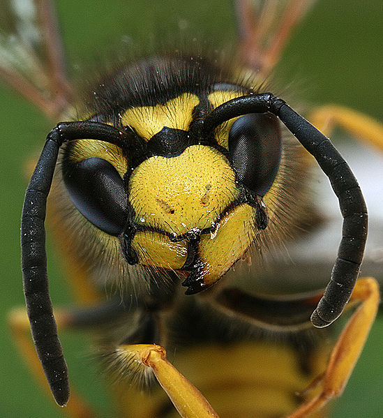 File:Image-Vespula germanica Head Richard Bartz.jpg