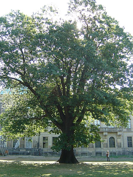 Quercus rubra