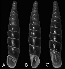 three views of the shell of Inchoatia megdova bruggeni Inchoatia megdova bruggeni shell.jpg