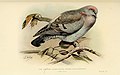 Indian pigeons and doves (Plate 13) (6197376567).jpg