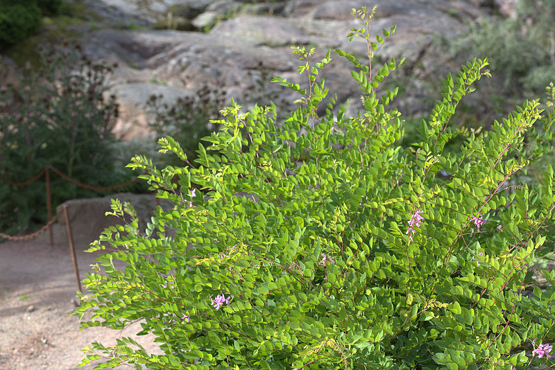 File:Indigofera kirilowii GotBot 2015 003.jpg