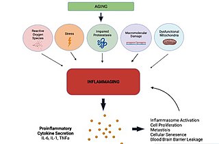 <span class="mw-page-title-main">Inflammaging</span> Chronic low-grade inflammation that develops with advanced age