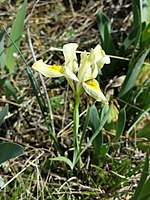 Sand-Schwertlilie (Iris humilis subsp. arenaria), in Tschechien vom Aussterben bedroht.[1]