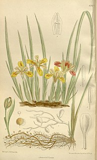 <i>Iris <span style="font-style:normal;">ser.</span> Chinenses</i> Group of flowering plants