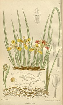 Iris minuta (synonym of Iris minutoaurea), published in the Curtis Botanical Magazine in 1910. Iris minuta 136-8293.jpg