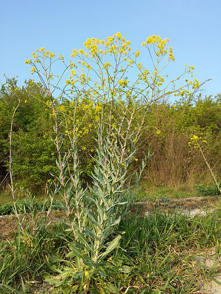 File:Isatis tinctoria (s. str.) sl3.jpg