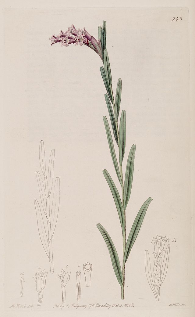 Isochilus linearis - Wikipedia, la enciclopedia libre