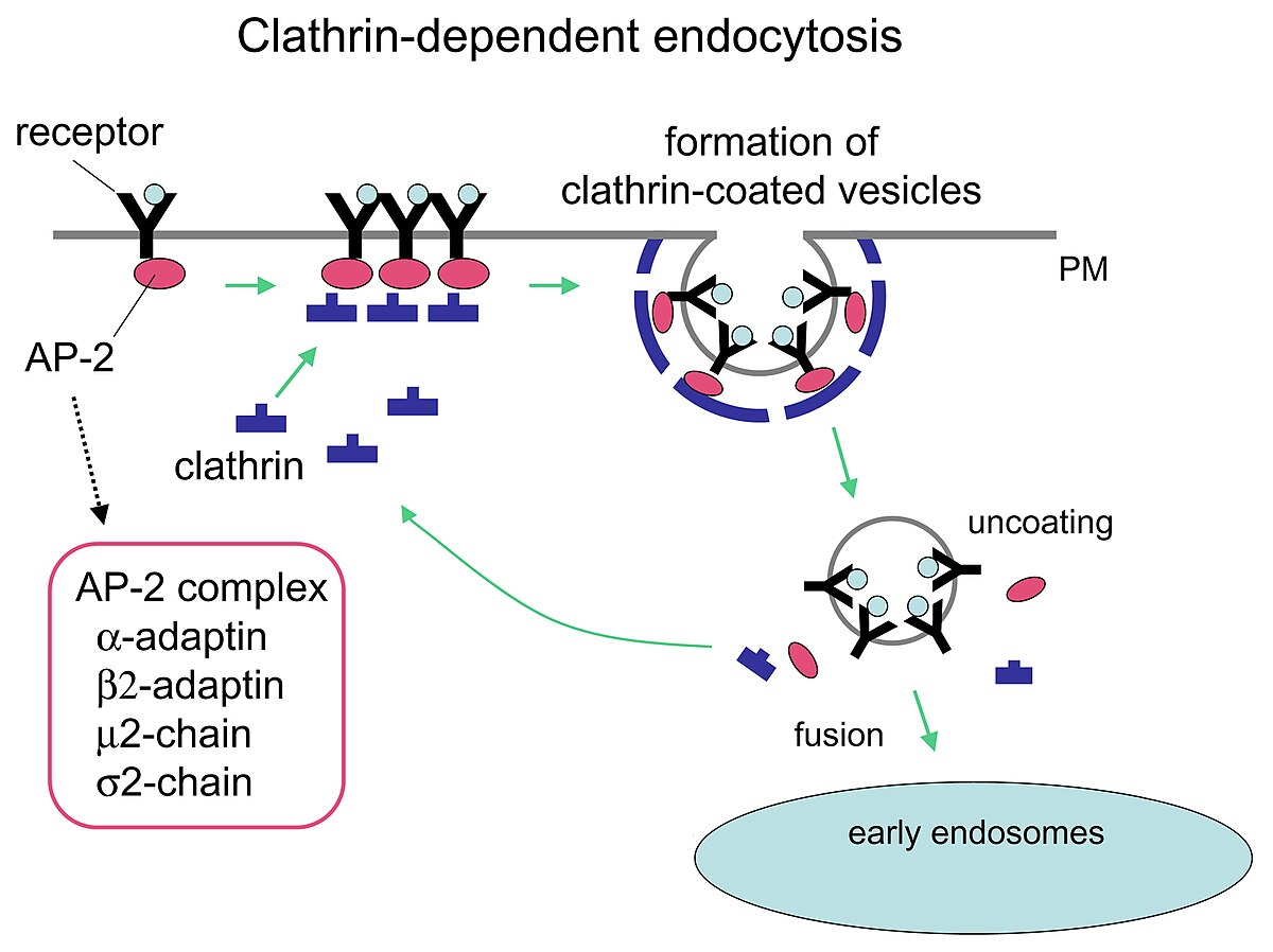 endocytosis steps