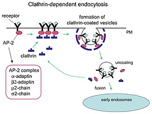 Mechanism of clathrin-mediated endocytosis. Itrafig2.jpg