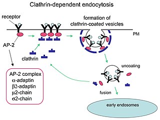 <span class="mw-page-title-main">Receptor-mediated endocytosis</span> Process by which cells absorb materials