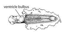 Standard Event System character depiction J1. Ventricle bulbus (V10a).png