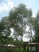 Satu barisan pokok S. cumini