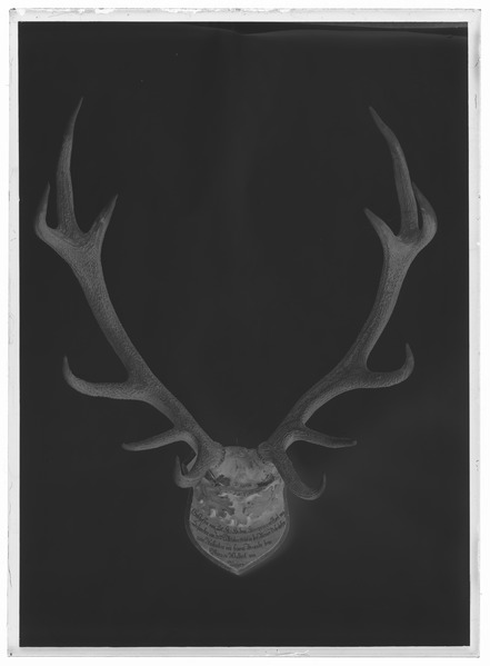 File:Jakttrofé med hornkrona från kronhjort - Livrustkammaren - 78059-negative.tif